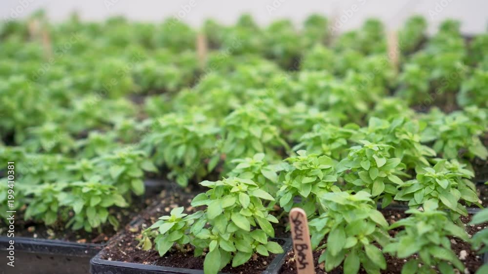 Rotating slider to the left of a starter flat of Spicy Bush Basil next to Amethyst Basil in a greenhouse. Rotating slider to the left of a starter flat of Spicy Bush Basil next to Amethyst Basil in a greenhouse.