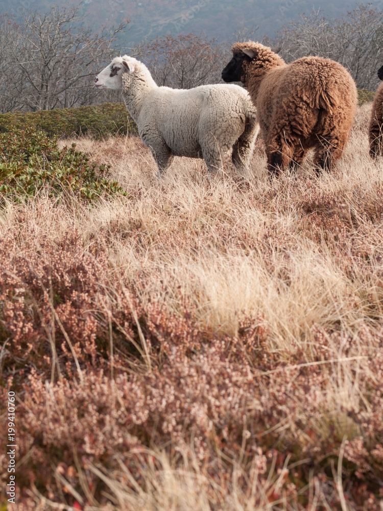 flock of sheep grazing on the autumn mountain meadows flock of sheep grazing on the autumn mountain meadows