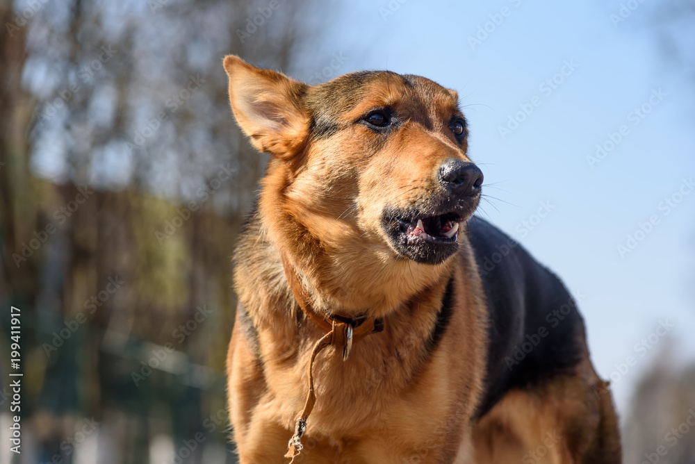 Portrait of a German Shepherd on the street Portrait of a German Shepherd on the street