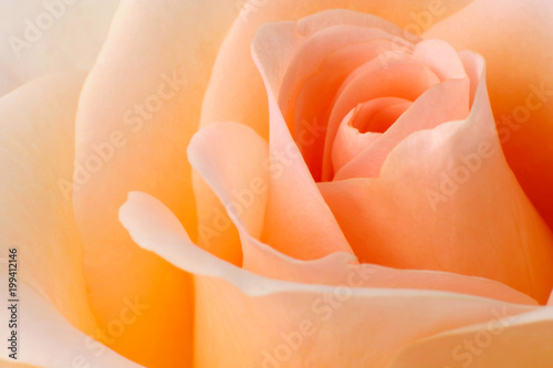 Closeup of a colorful Rose (Rosaceae).