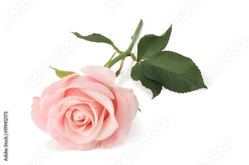Beautiful pink Rose  Rosaceae  isolated on white background  including clipping path without shade.