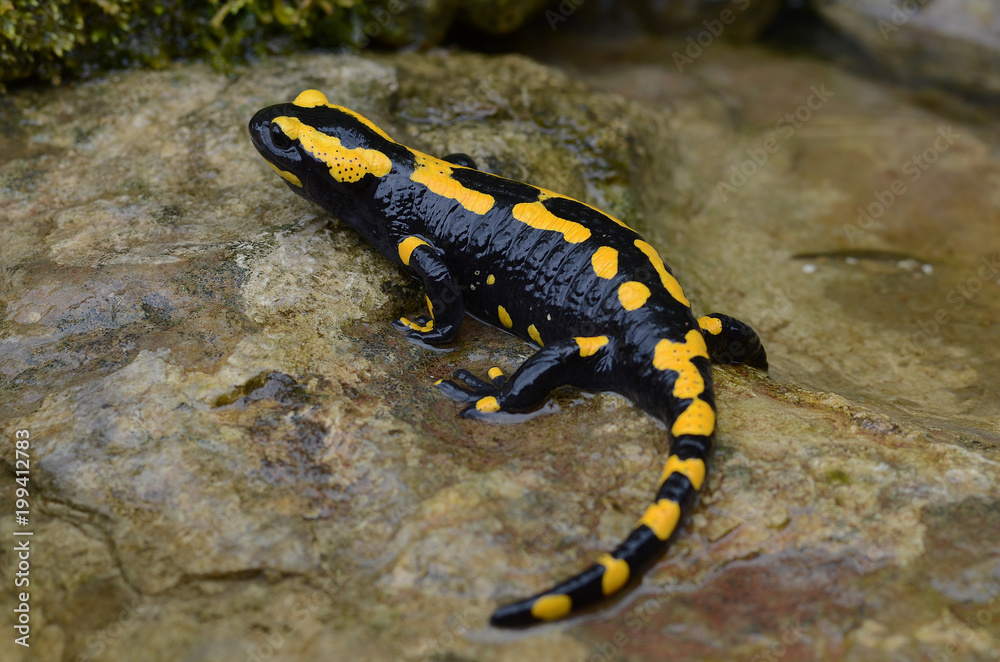 Feuersalamander; fire salamander; spotted salamander; Salamandra salamandra; Feuersalamander; fire salamander; spotted salamander; Salamandra salamandra;