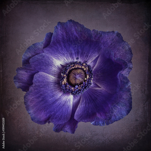 Close-up of purple anemone isolated on gray background