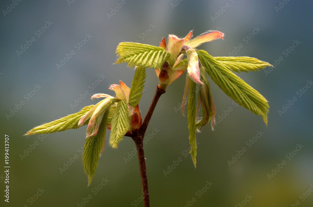 Hainbuche Blattentfaltung
