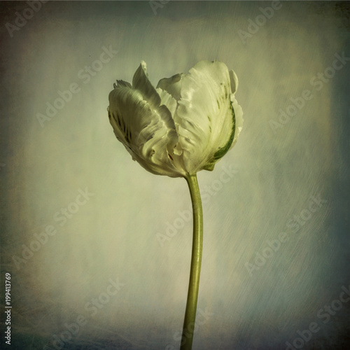 Close-up of a dry tulip flower