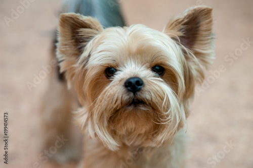 Cute Yorkshire Terrier. Portrait of a close-up dog. Yorkie
