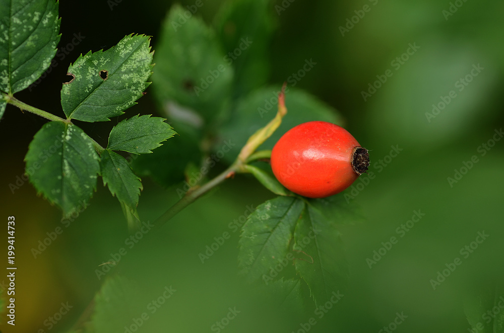 Obraz premium Hagebutte, Heckenrosefrucht