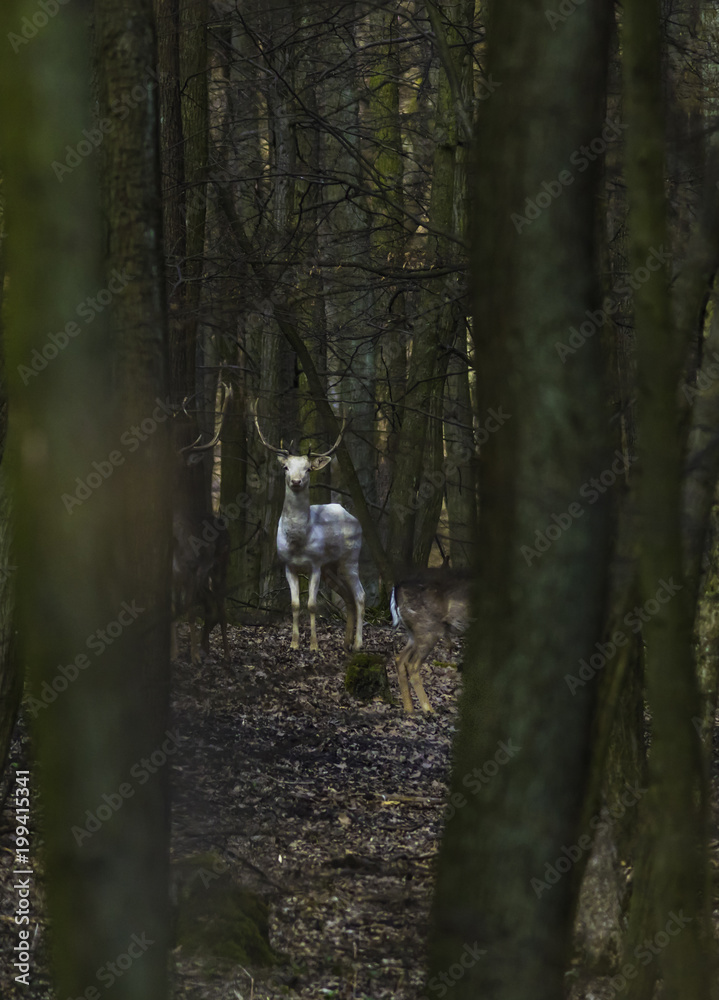 Fototapeta premium white fallow deer in spring forest