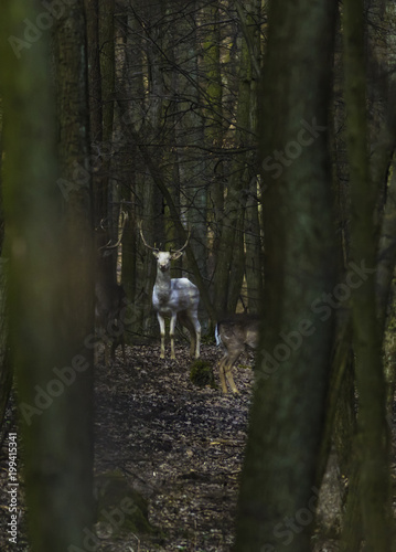 white fallow deer in spring forest