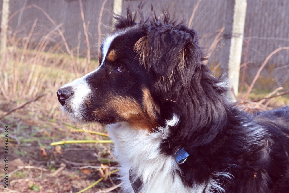Australian shepherd in the garden. Australian shepherd in the garden.