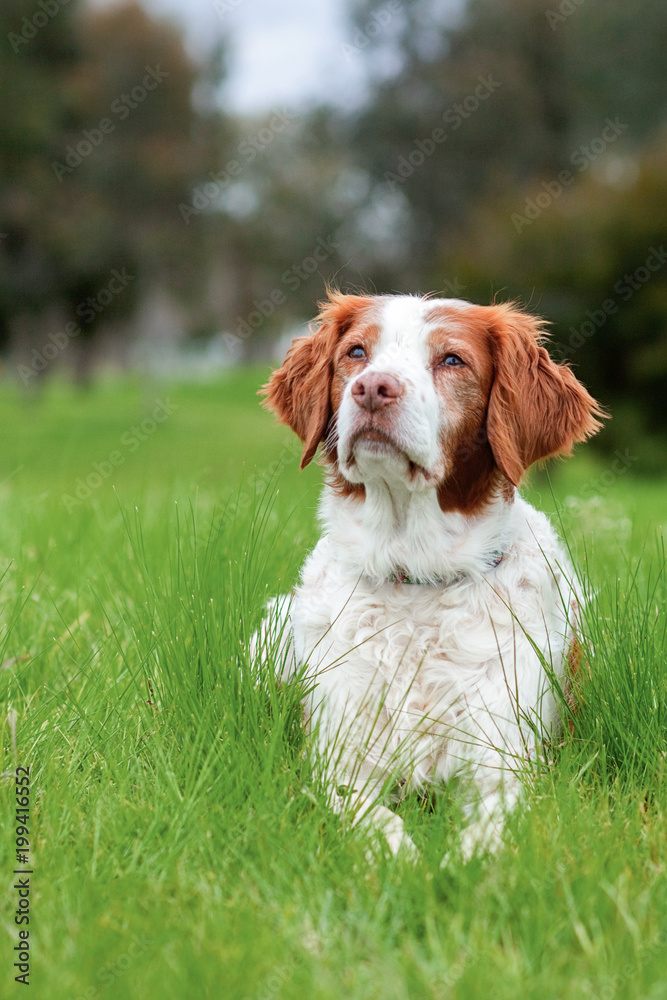 Brittany Spaniel dog looking up at owner