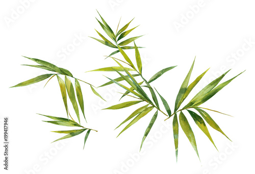 Watercolor illustration painting of bamboo leaves , on white background