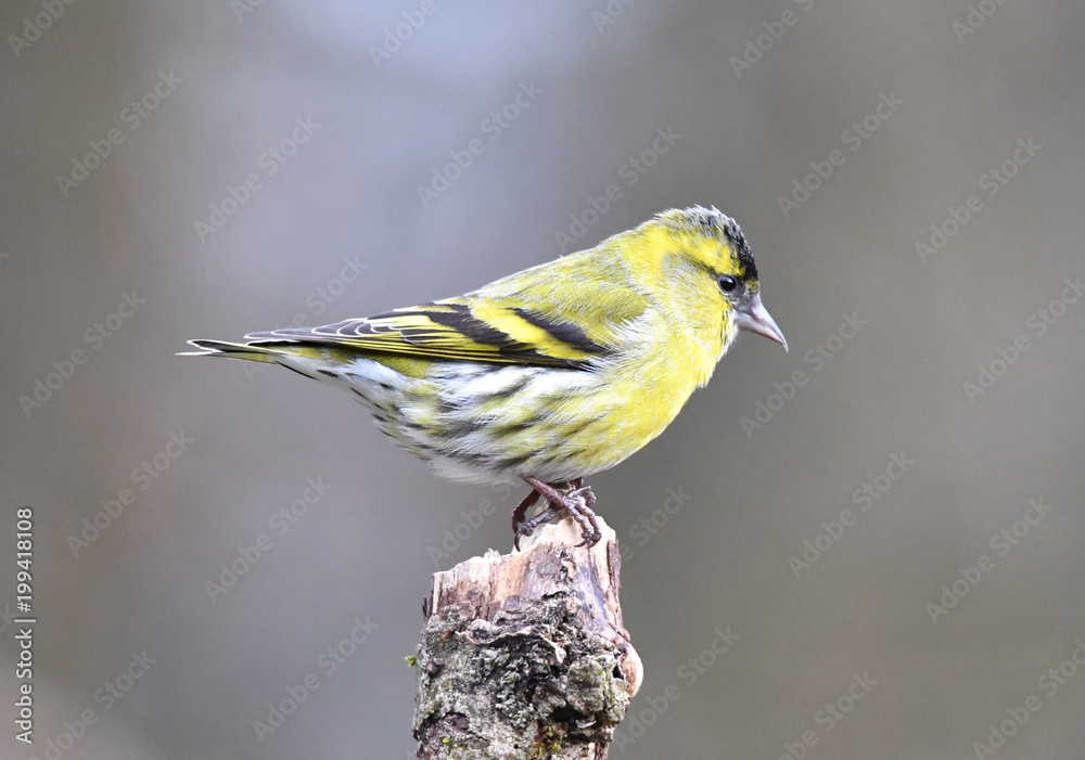 Obraz premium Erlenzeisig Männlich