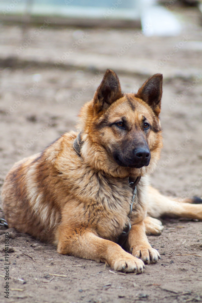 Naklejka premium German Shepherd dog guarding the house and protects the host, guardian of property, shepherd-protector, a dog on a chain