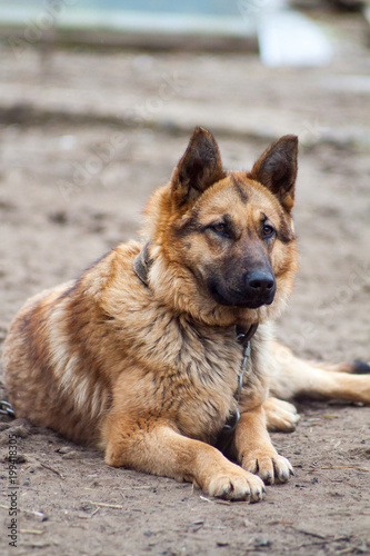 German Shepherd dog guarding the house and protects the host, guardian of property, shepherd-protector, a dog on a chain