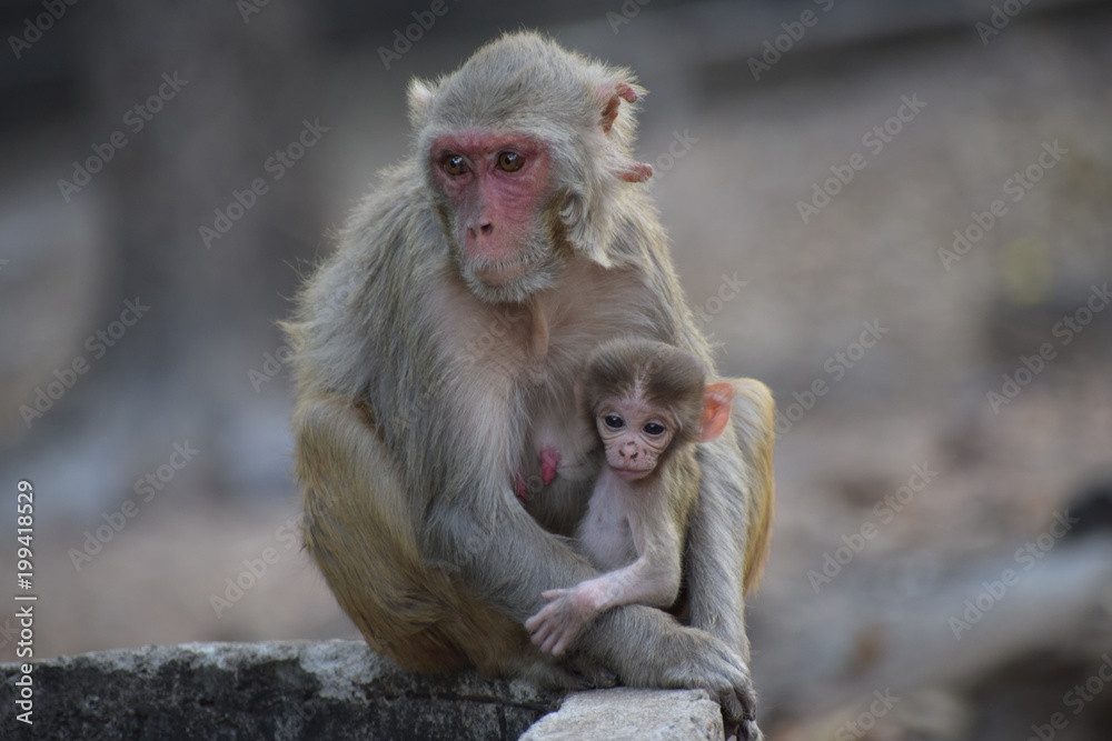 Naklejka premium A Mother's Lap is Safest Place on Earth!