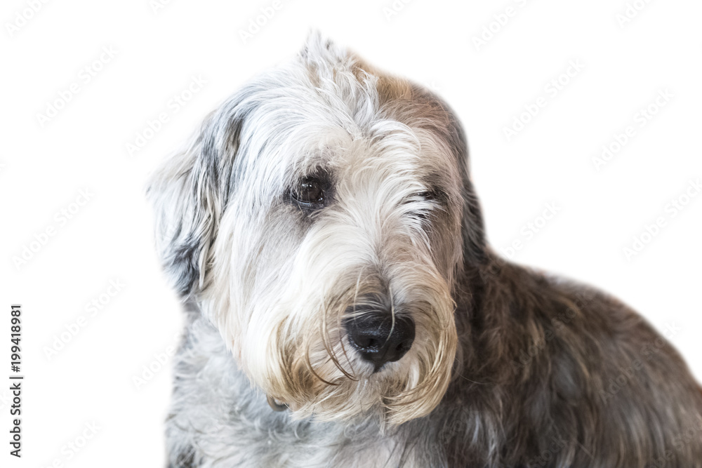 Yorkshire Terrier isolate on white background,front view , technical cost-up.Clipping path Yorkshire Terrier isolate on white background,front view , technical cost-up.Clipping path