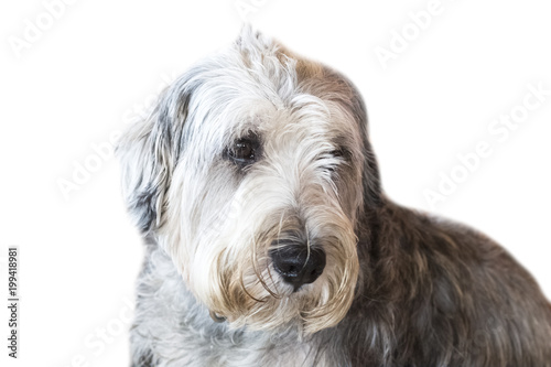 Yorkshire Terrier isolate on white background,front view , technical cost-up.Clipping path