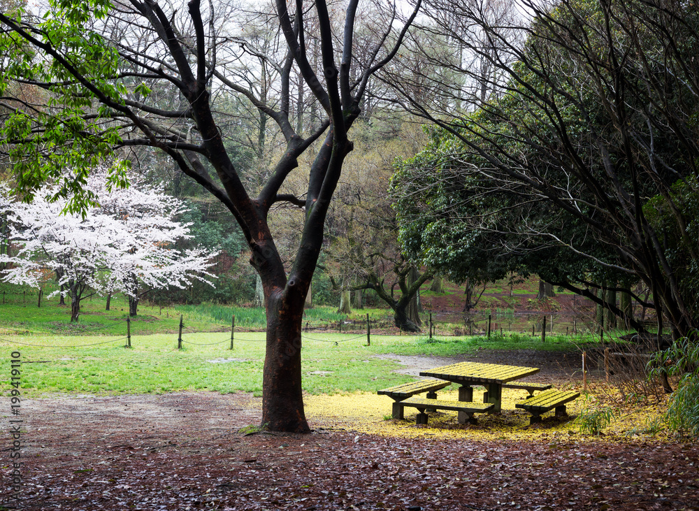Fallen yellow flowers cover park bench and table at Ryokuchi Koen Park in Osaka, Japan
