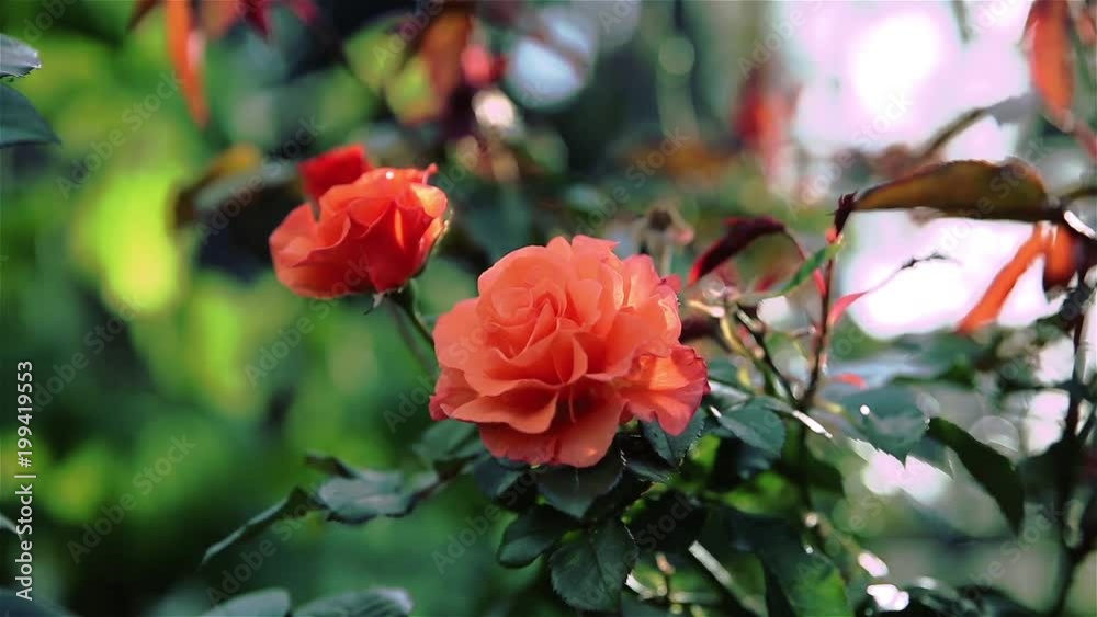 Orange rose swaying in the wind Orange rose swaying in the wind