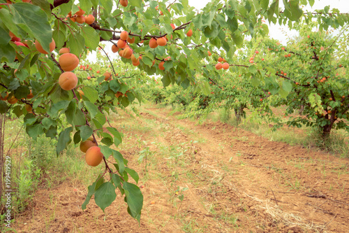 Apricot orchard. Field with apricot trees