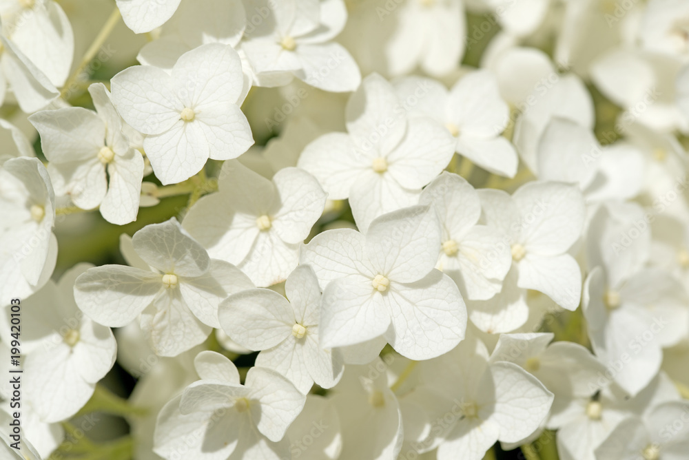 Weiße Hortensien, Hydrangea