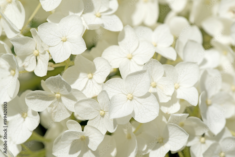 Weiße Hortensien, Hydrangea Weiße Hortensien, Hydrangea