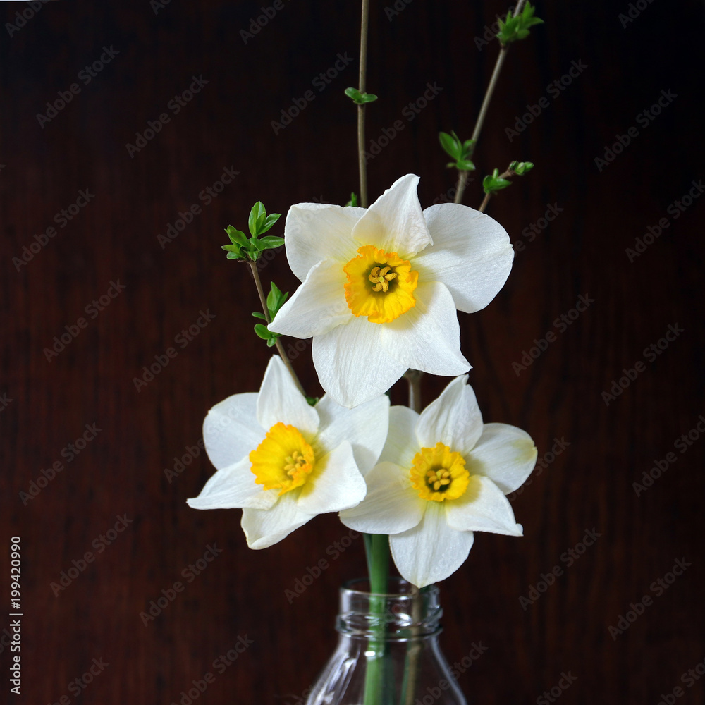 three daffodils