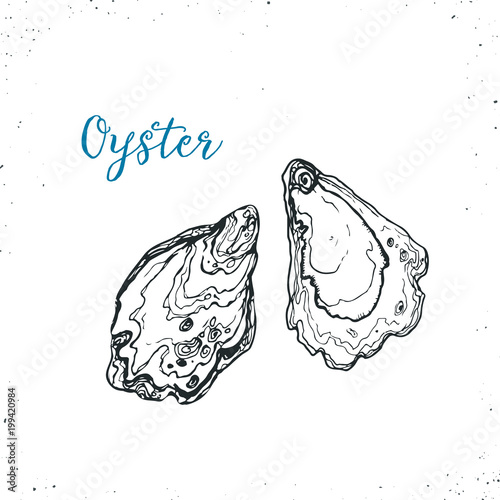 Oysters sketch icon isolated on white background. Hand drawn seafood . Vector illustration for restaurant menu designs etc.