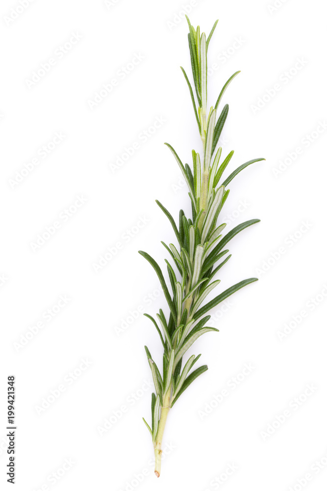 Obraz premium Rosemary spice on the white background.