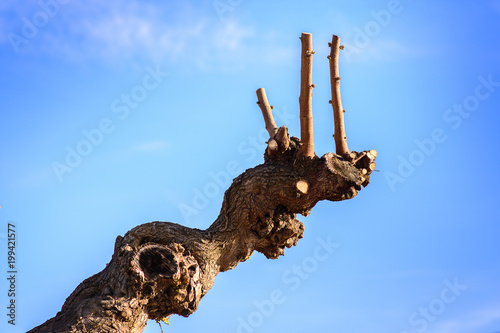 Tree trunk with green buds in spring