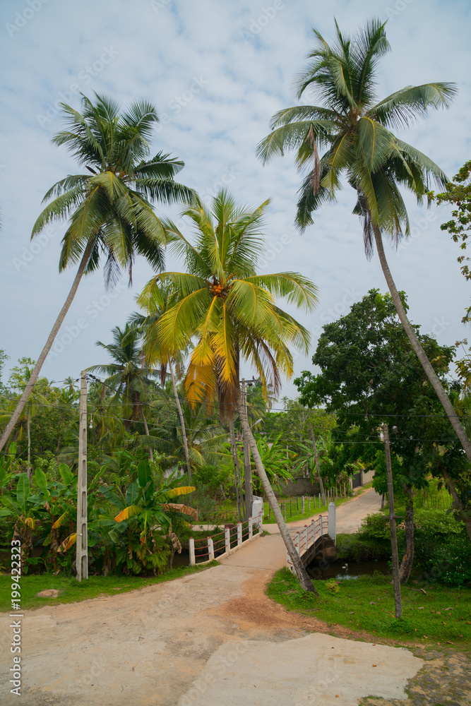 Palm trees in the tropics.