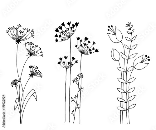 Hand drawn set of wild flowers. Isolated on white background.