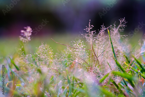 Small flowers with bokeh