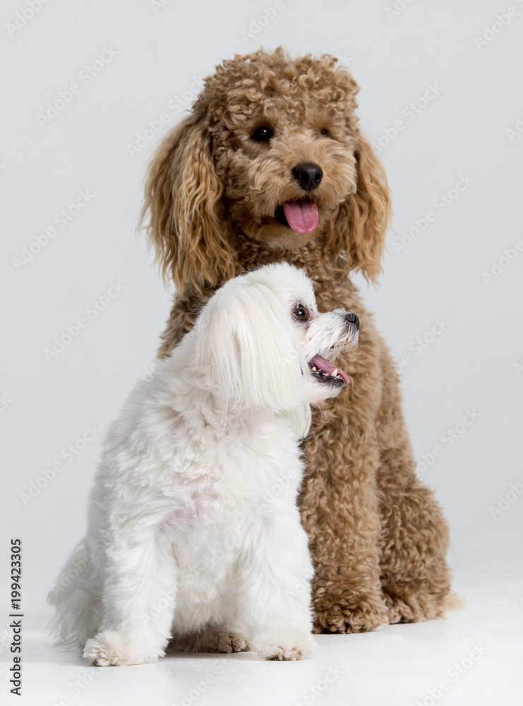 mini maltese poodle