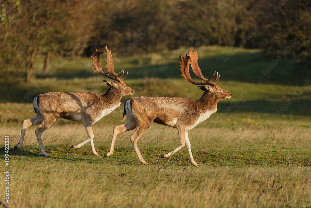 Fallow deer during mating season
