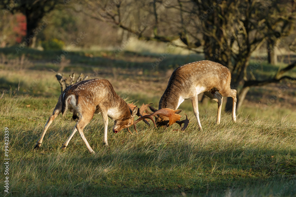 Fallow deer during mating season
Fallow deer during mating season