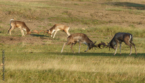 Fallow deer during mating season  