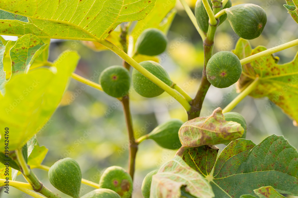 Fig tree. Green fig fruits on tree branch. Fig tree. Green fig fruits on tree branch.