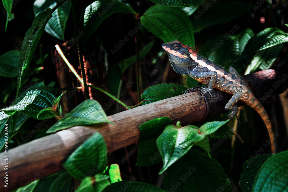 Lizard Kin Ka. Beautiful large lizard in the tropical jungle. Bright color reptile in the twilight rain forest. Copy space Lizard Kin Ka. Beautiful large lizard in the tropical jungle. Bright color reptile in the twilight rain forest. Copy space