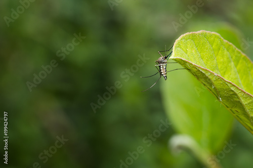 Aedes aegypti Mosquito. Close up a Mosquito on leaf © frank29052515