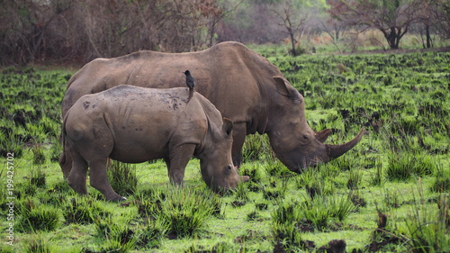 Endangered White Rhinoceros during walking safari  Uganda