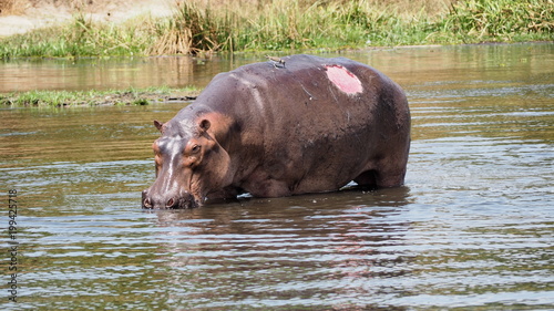 Injured Hippo (Hippopotamus amphibius) taking a bath at Murchisson Falls National Park, Uganda
