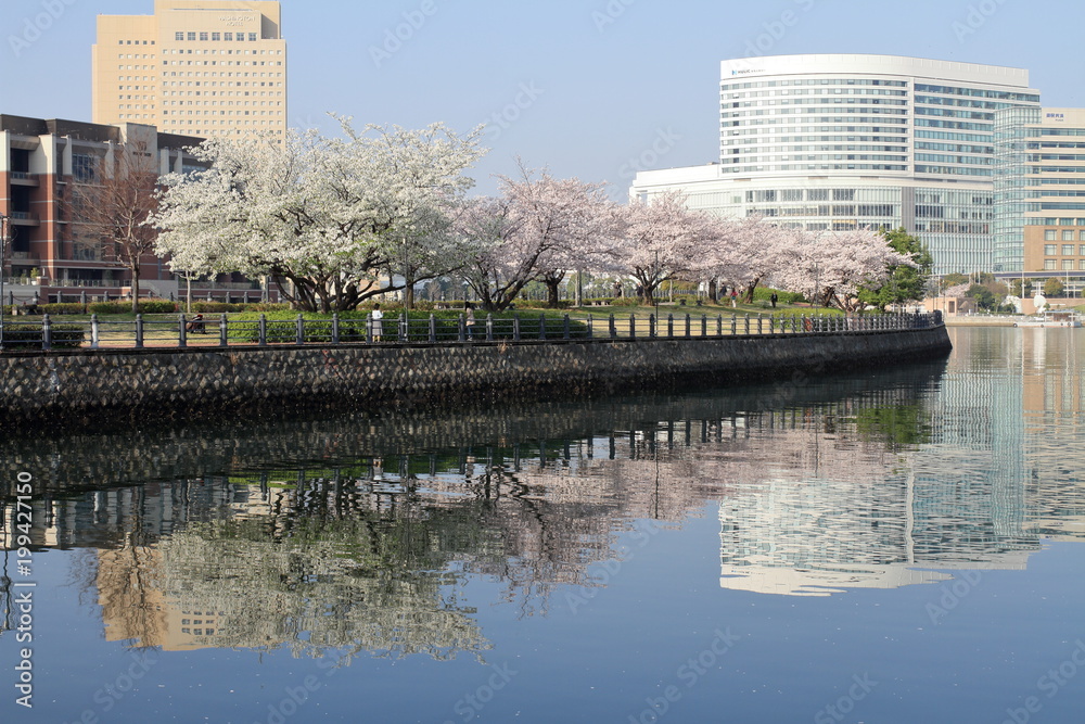 Fototapeta premium 汽車道の桜