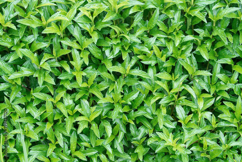 Big leaf of green grass background