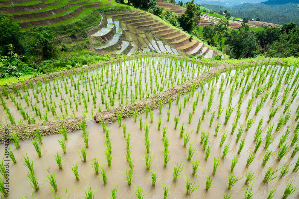 Fototapeta premium transplant rice terrace seedlings field in Ban Pa Bong Piang, Chiagmai, the north of thailand