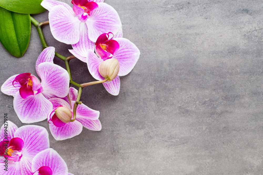 Fototapeta premium Beauty orchid on a gray background. Spa scene.