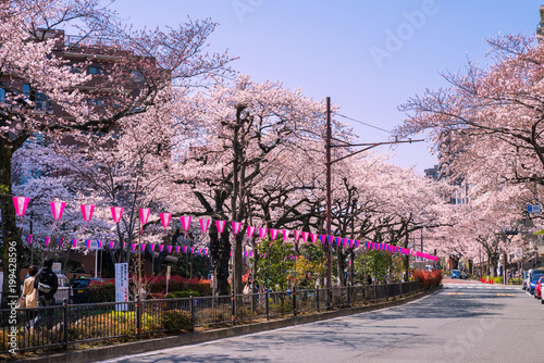 文京区 播磨坂の桜並木 photo