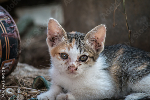 Cat Thai