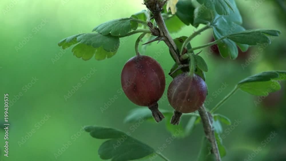 Dark gooseberries macro growing on a branch in the garden on green background Dark gooseberries macro growing on a branch in the garden on green background